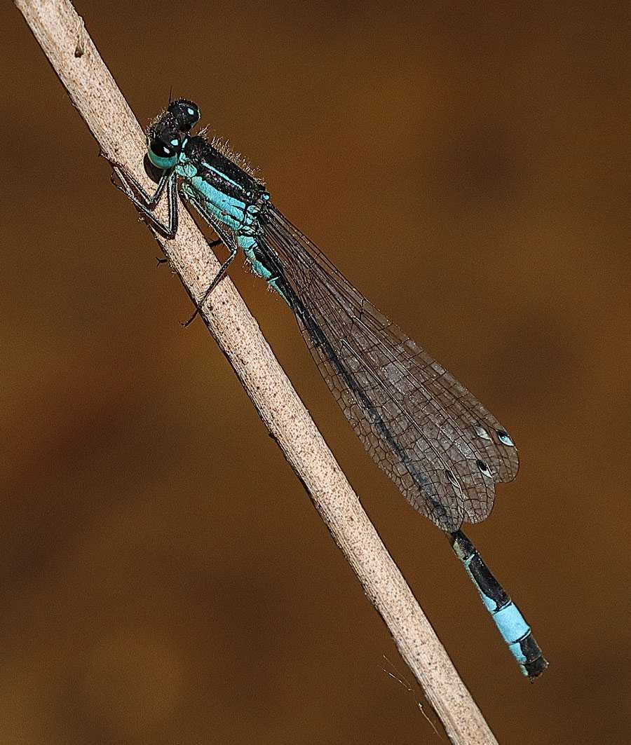 Ischnura_elegans